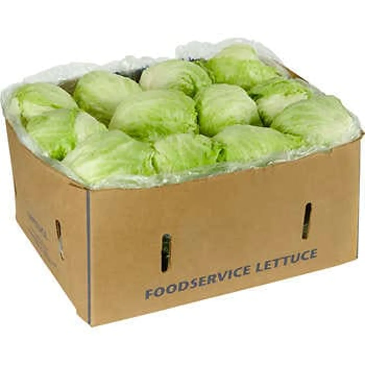 ICEBERG LETTUCE 24CT